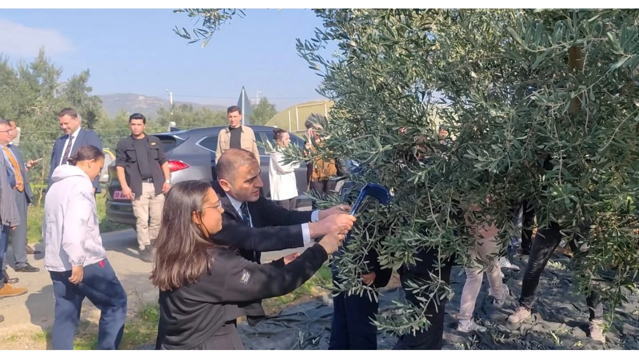 arky'de zeytin hasad yapld