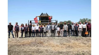 Silivri'de konala ve buday hasad balad