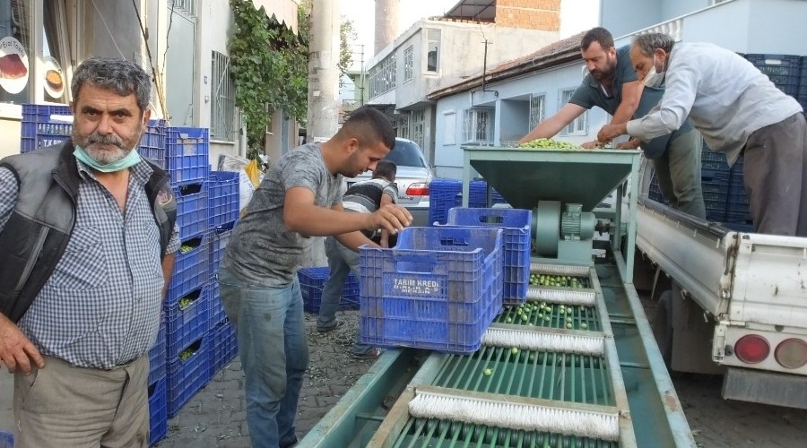 Tarım Kredi Kooperatifi zeytin alımına başladı