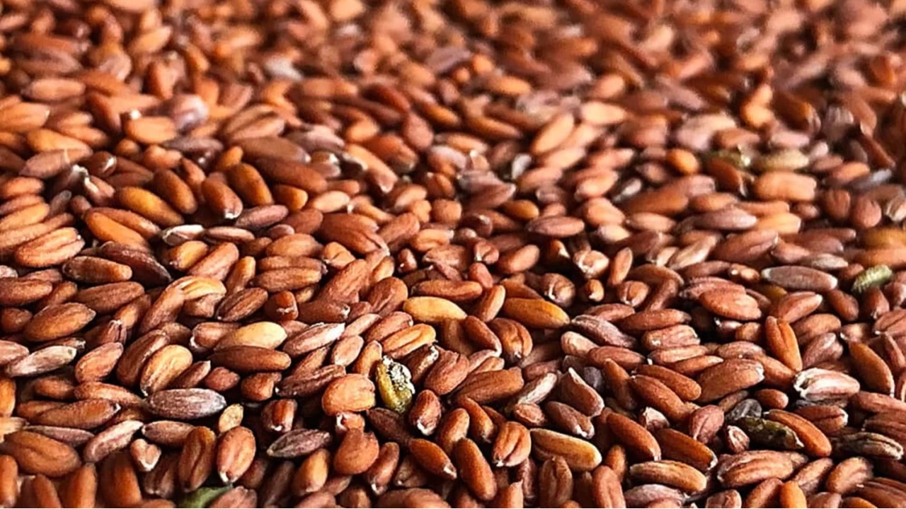 Tere tohumu: Doann ifa kayna