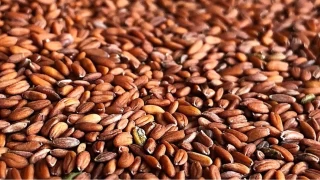 Tere tohumu: Doann ifa kayna