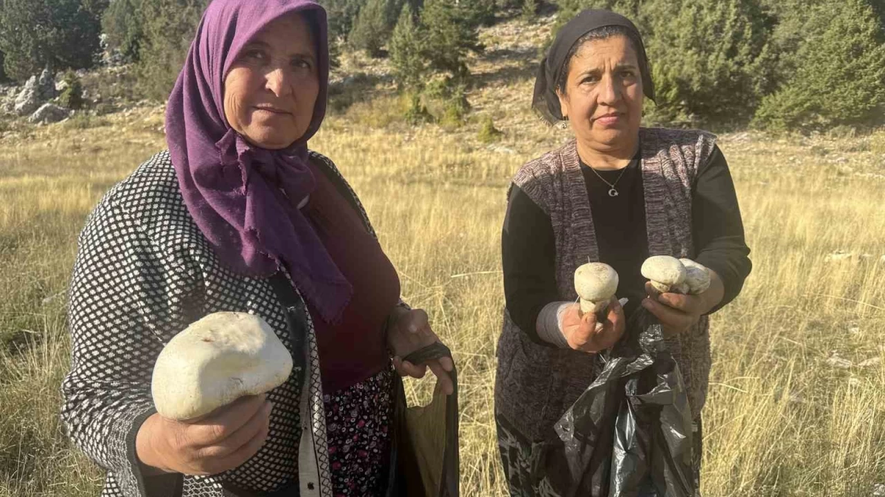 Toros'larda mantar sezonu açıldı