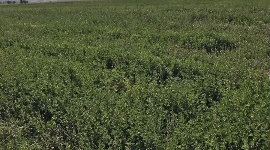 �reticilere 27 milyon yem bitkileri destekleme �demesi