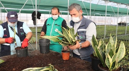 Yaam Bahesi'ndeki bitkilerin retimi balad