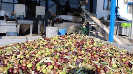 Zeytin sezonu ile yağhanelerde yoğunluk