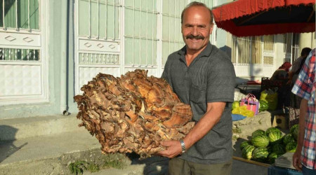 37 Kiloluk mantar buldu: Kilosunu 40 liraya satıyor