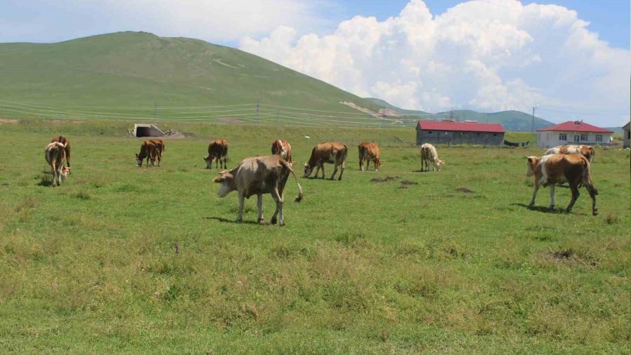 Ardahan'da şap alarmı