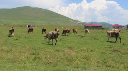 Ardahan'da şap alarmı