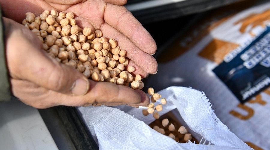 B�y�k�ehir Belediyesi nohut tohumu deste�ini ba�latt�