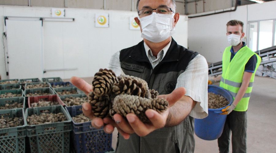 �am tohumunun �imlenmesinde y�zde 90'�n �st�nde ba�ar�