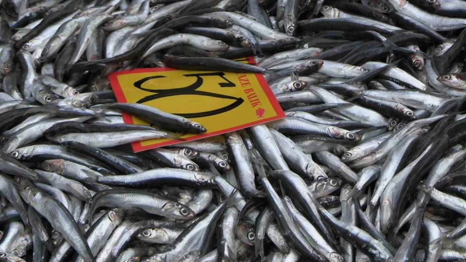 Edirne'de hamsinin kilosu 50 liraya d��t�: Dar�s� �stanbul'a