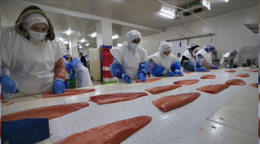  Elaz��'dan d�nyaya T�rk somonu ihra� ediliyor