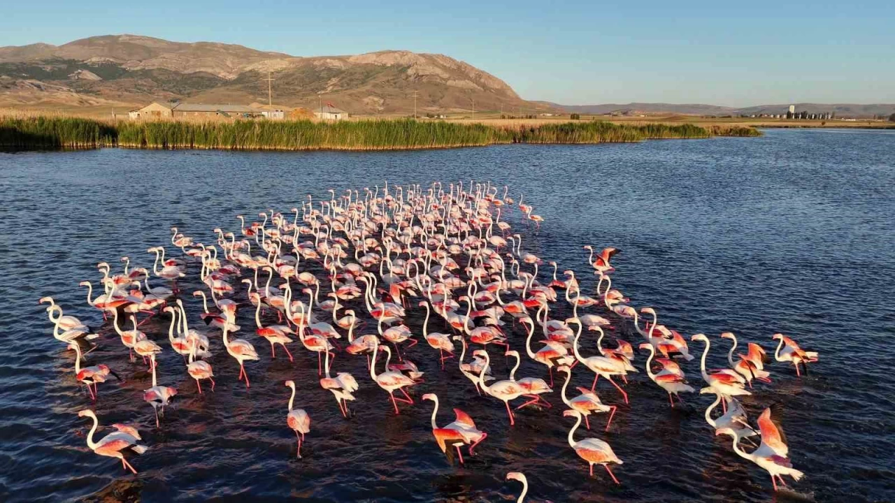 G��men ku�lar�n u�rak noktas�na can suyu