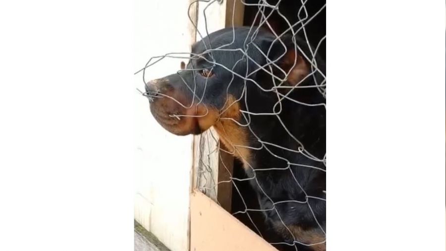 İş yerini bekleyen köpek çalındı