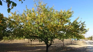 Kayısı ağaçları gelecek yıl için umut veriyor