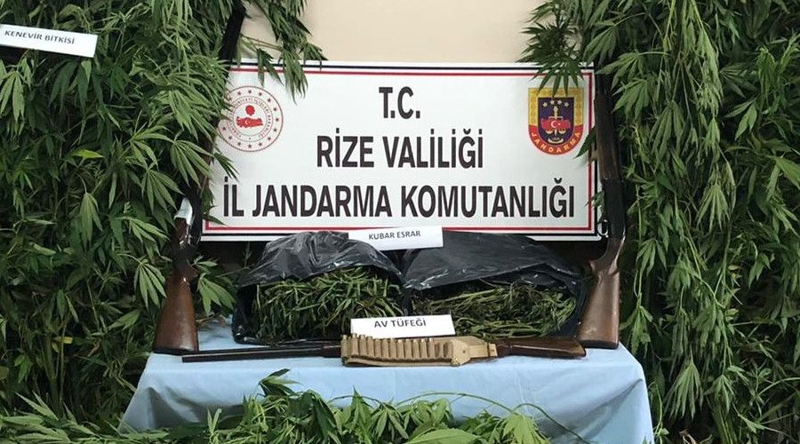 M�s�r tarlas�n�n ortas�na ekilmi� kenevirler jandarman�n g�z�nden ka�mad�