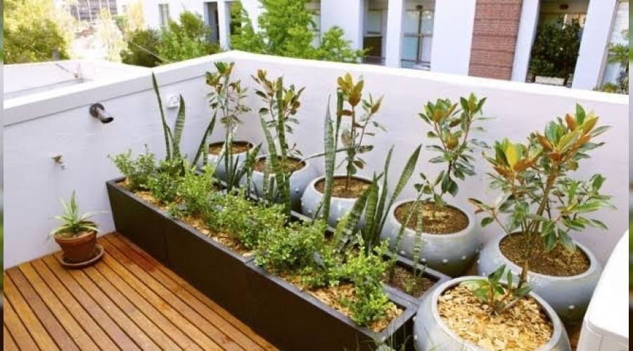 Pandemide balkon sebzecili�i psikolojiyi d�zeltiyor