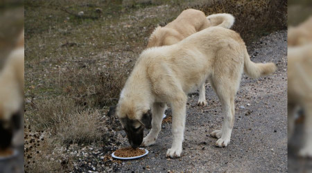 Sokak hayvanları unutulmadı