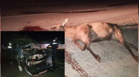 Tavşanlı'da aracın çarptığı geyik öldü: 2 yaralı