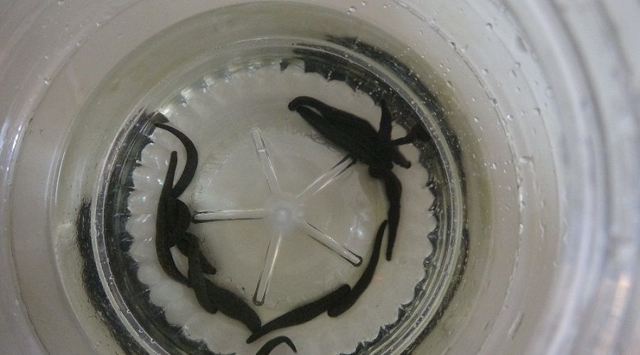 T�bbi s�l�k ticaretinde T�rkiye'nin pay� y�zde 80 