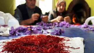 AB tescilli safrann hasad sryor