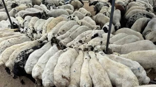 Adana'da şap hastalığı görüldü