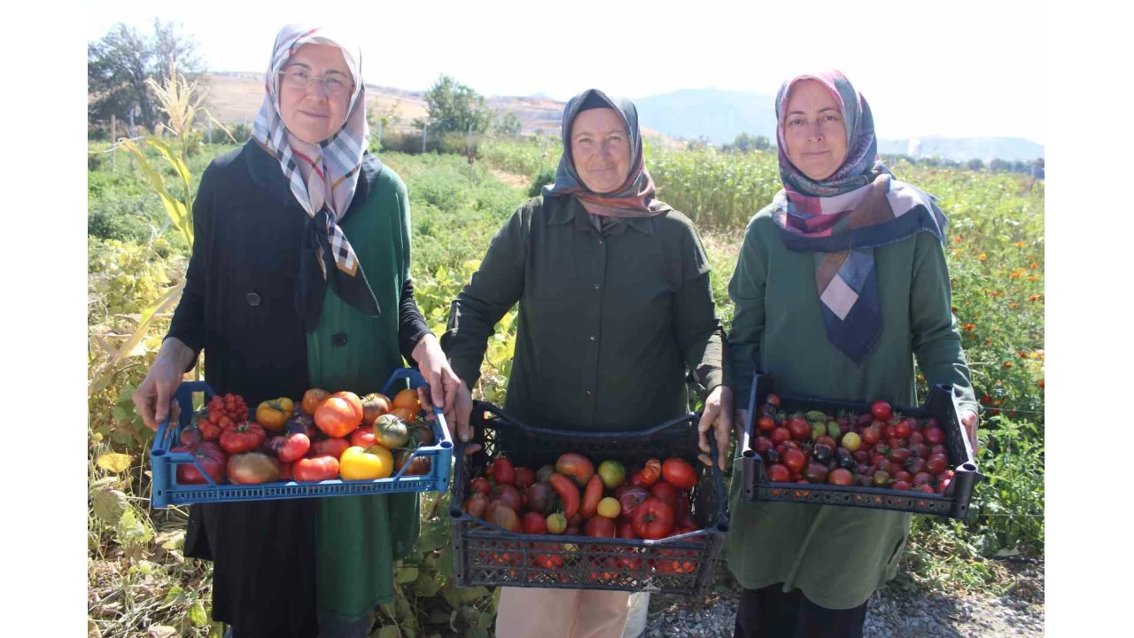 Bu bahede 55 eit domates, 22 eit biber retiliyor