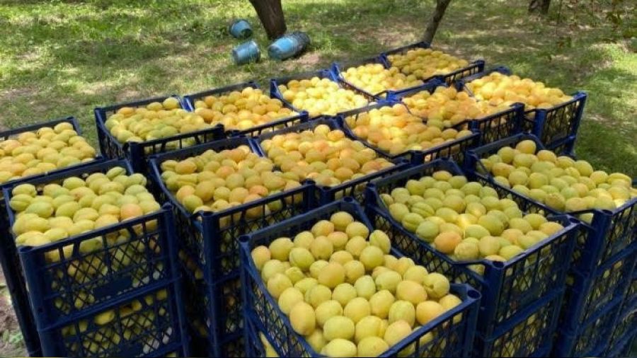 Ka��zman kay�s�s� pazarlarda yerini ald�