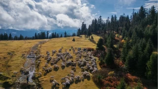 Karadeniz'de sonbahar bir başka güzel