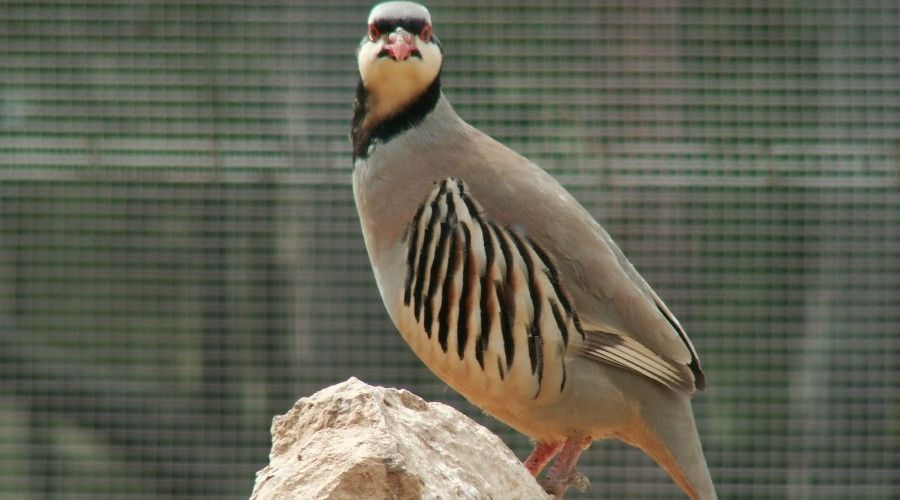 Keklik �retme �stasyonunda bu y�l 9 bin keklik �retimi hedefleniyor