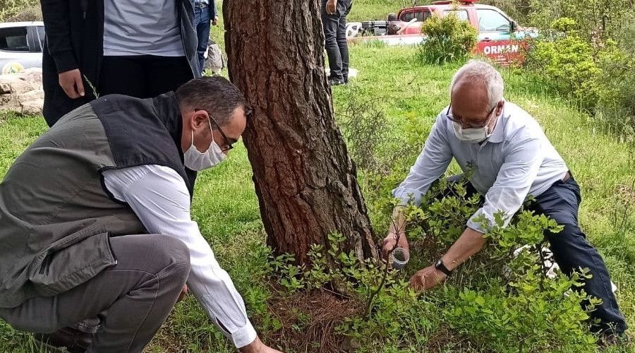 Kestane aalarna zarar veren Gal arlarna kar biyolojik mcadele