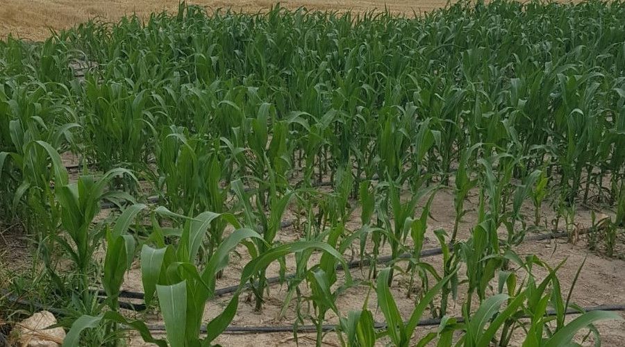 M�s�r tarlas�nda hint keneviri