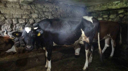 Trabzon'da şap hastalığı tehdidi büyüyor