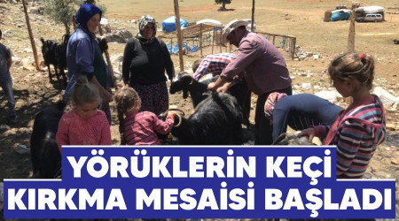 Yörüklerin keçi kırkma mesaisi başladı