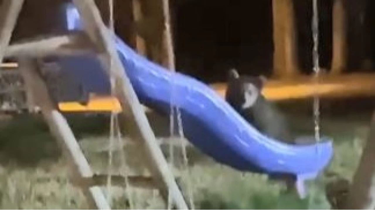 Artvin'de yavru ay�lar�n kayd�rak merak�