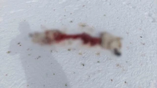 Ba�kale'de kurtlar k�pe�i par�alad�