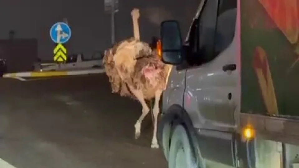 Deve ku�u, trafi�i alt �st etti