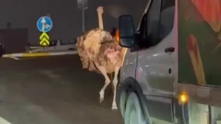 Deve ku�u, trafi�i alt �st etti