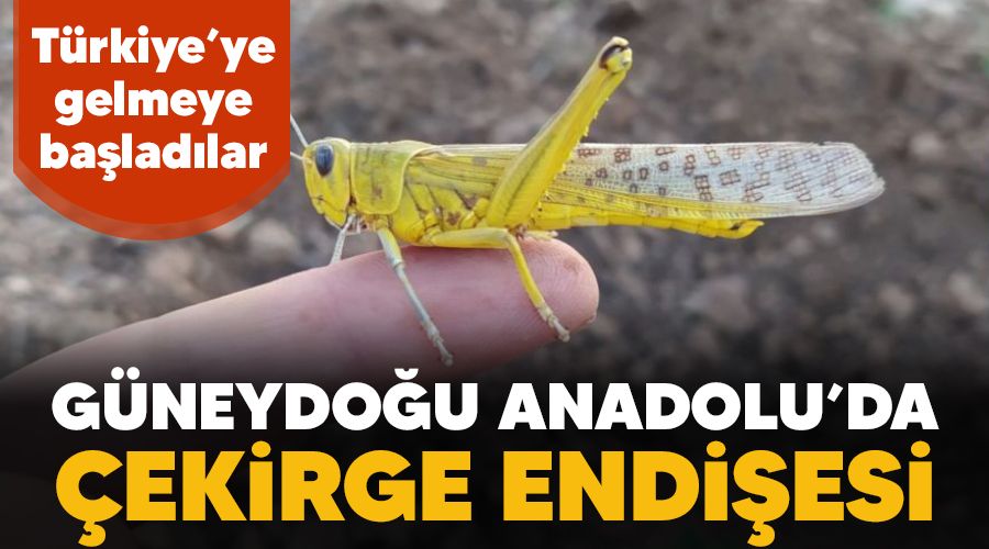 Gneydou Anadolu'da ekirge endiesi