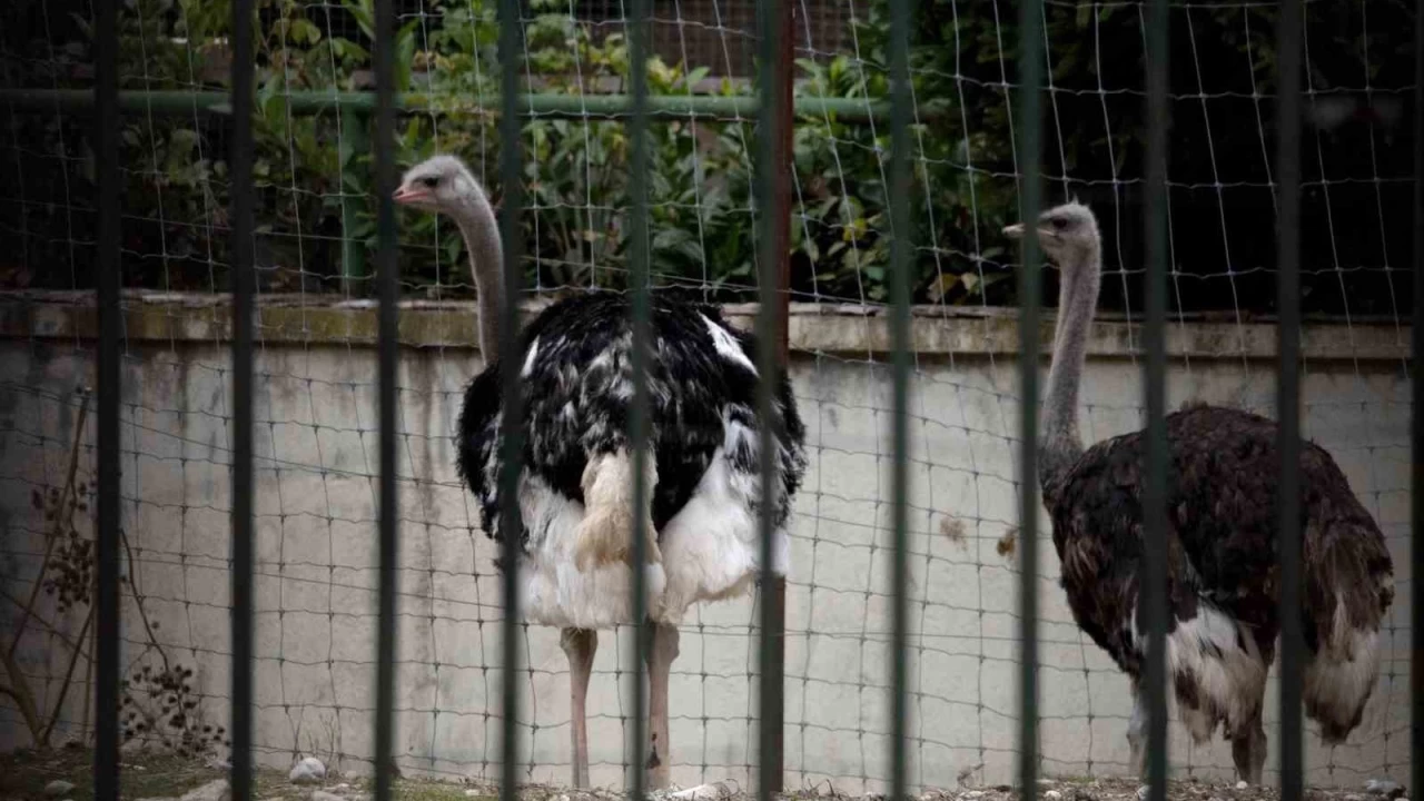 İspanya'da kuş gribi alarmı