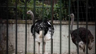 İspanya'da kuş gribi alarmı