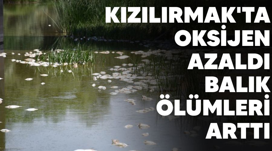 Kızılırmak'ta oksijen azaldı, balık ölümleri arttı