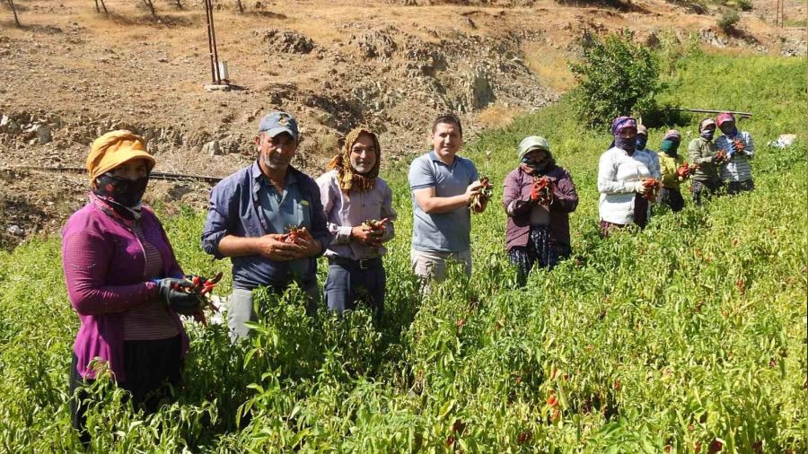 Sınırın sıfır noktasında 'en acı' hasat
