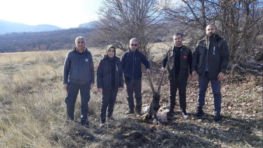 Tunceli'de yaban keçisini öldüren 4 kişiye 264 bin lira ceza