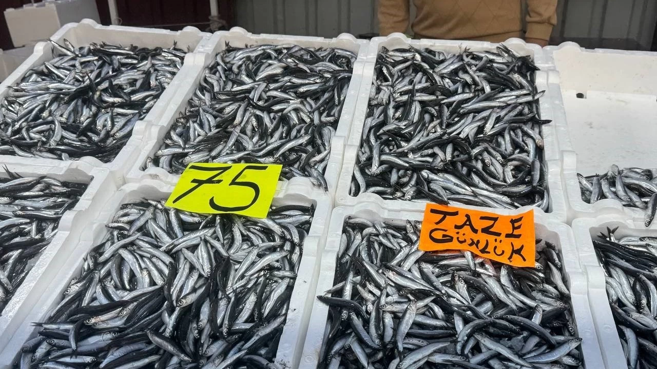 Zonguldak'ta hamsinin fiyatı 75 liraya düştü
