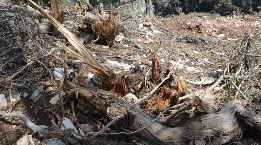 Antalya'da a�a� katliam�na tepki