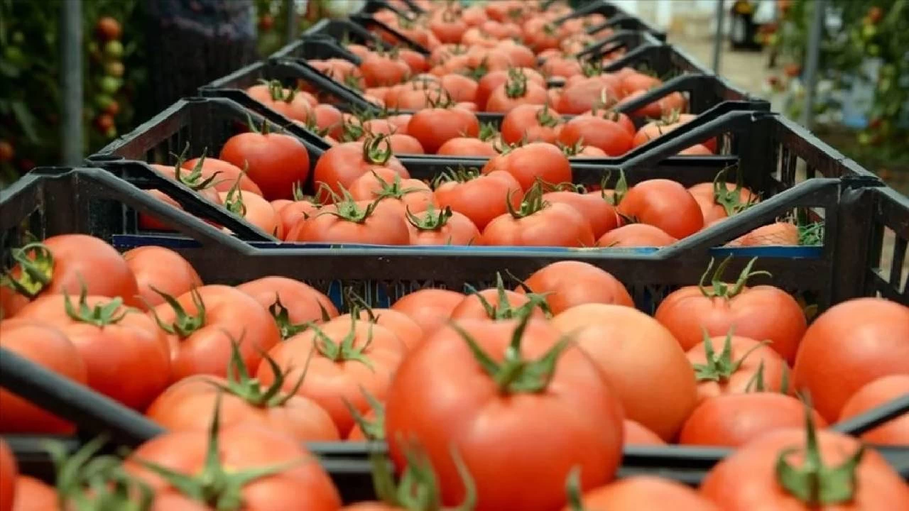 Don vurgunu sonrası gıda fiyatlarında son durum