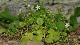 �zmir'de yeni bitki t�r� ke�fedildi