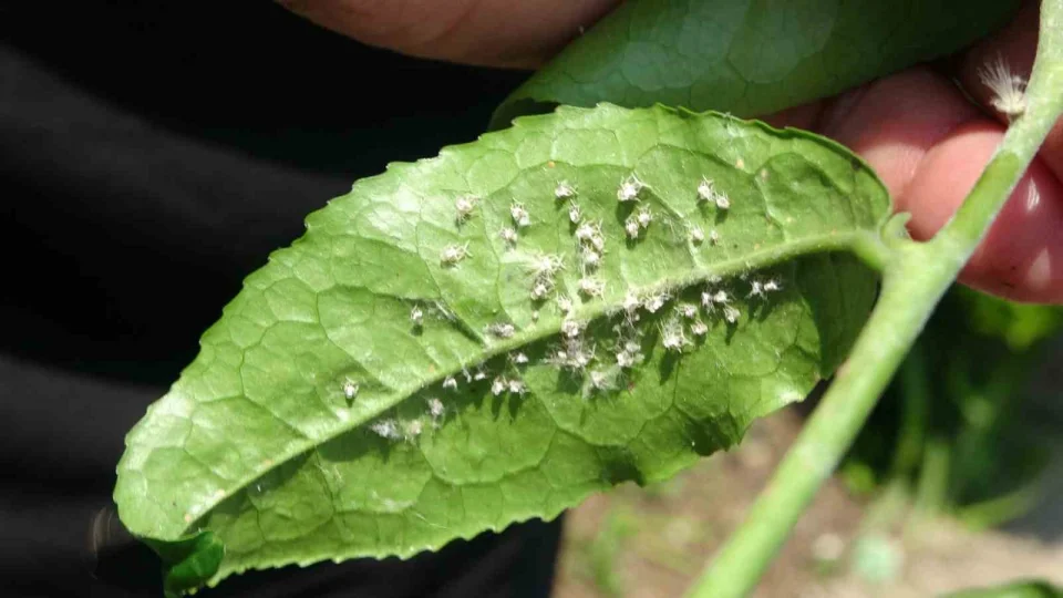 Do�u Karadeniz'de �� istilac� t�r tar�m� tehdit ediyor