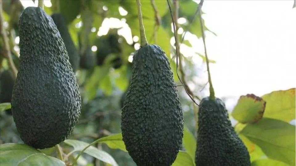 Gazipa�a'n�n �tropikal� devrimi